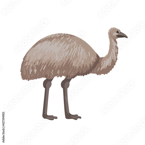 Emu, a big gray bird of Australia. Vector character on a white background. Vector cartoon illustration of animal photo