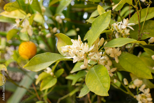 Branch with flowers of an orange tree among the leaves. Blooming fruit garden. Close-up.