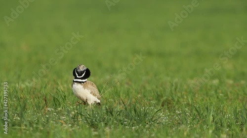 Maho de Little bustard performing the mating ritual by jumping and singing with the first light of day in a cereal steppe in central Spain