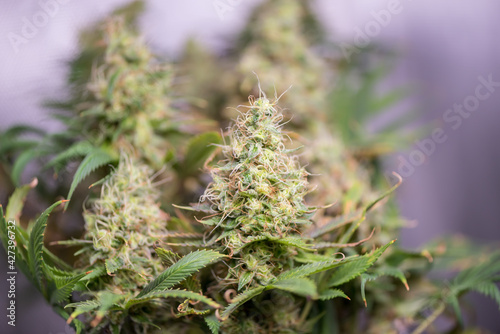 Wallpaper Mural Closeup of Cannabis female plant in flowering Torontodigital.ca