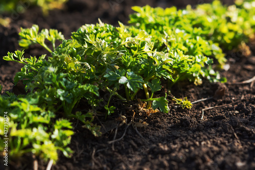 Parsley grows in the garden in the garden bed. Green juicy leaves in bright sunlight. Background of food leaves. Growing ingredients for salad, seasoning. Rows of parsley on the ground in soft focus