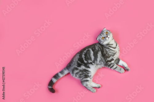 Gray Scottish Fold kitten lies on a pink background isolated