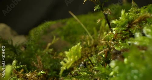 detailed extreme close-up of moss and grass in the forest. dark background.