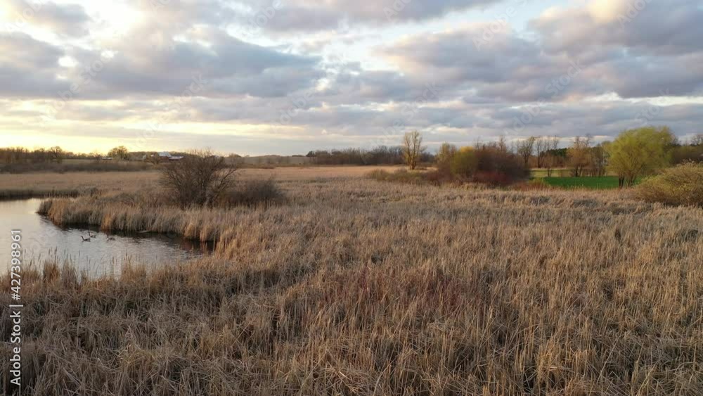 Freshwater cattail marsh in North America in springtime. Aerial view. Sky with clouds, sunny, spring Freshwater cattail marsh in North America in springtime. Aerial view. Sky with clouds, sunny, spring