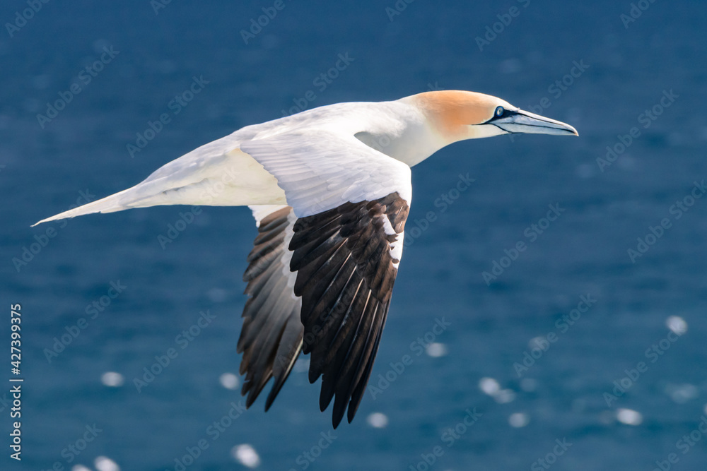 Obraz premium Northern gannet flies above blue waters of the North Atlantic ocean near Iceland. Elegant Morus bassanus travels through the arctic.