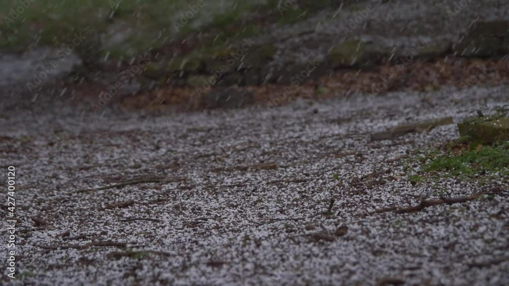 Hailstones falling onto woodland floor Hailstones falling onto woodland floor