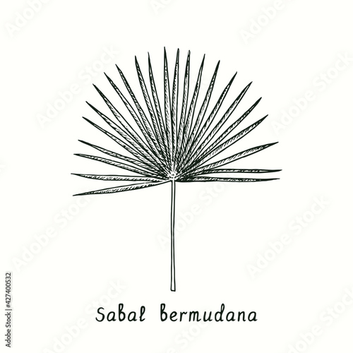 Sabal bermudana leaf. Ink black and white doodle drawing in woodcut style.