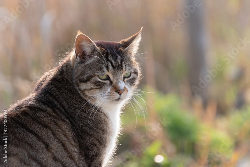 見つめる猫　キジトラ猫