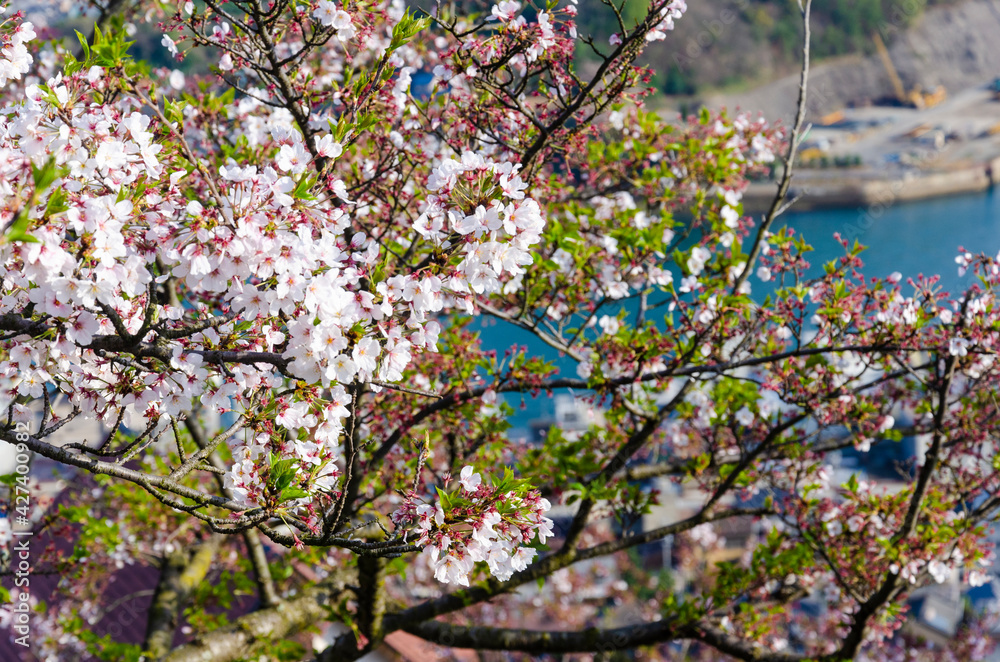 Sakura full bloom at Mt. Senkoji in Onomichi town, Hiroshima, Japan. Sakura full bloom at Mt. Senkoji in Onomichi town, Hiroshima, Japan.