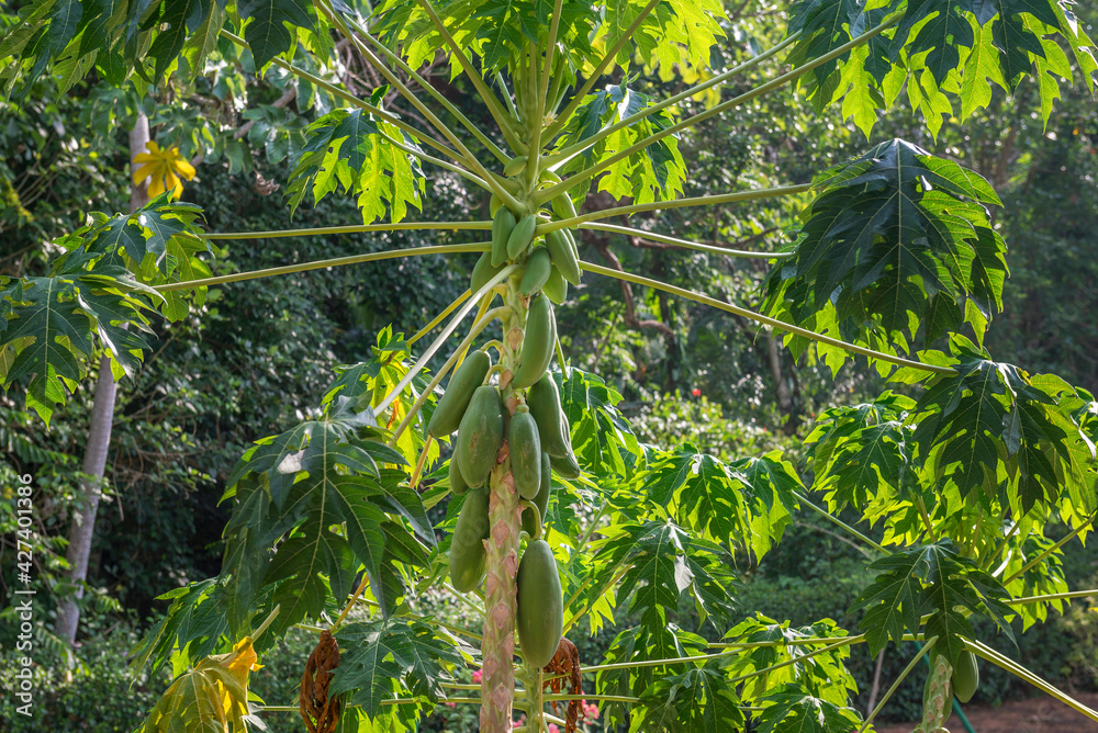 Organic green papaya fruit on papaya tree in farm. Organic green papaya fruit on papaya tree in farm.