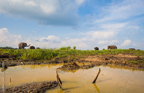 Elephant in its habitat in Way Kambas National Park, Lampung, Indonesia photo