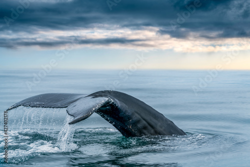 Fényképezés Keporkak, humpback whale, tail in the sea of northern Iceland's Husavik with soft light below the clouds on the horizon