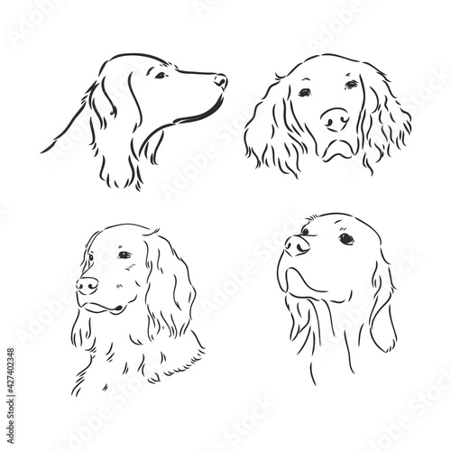 Sketch of Dog Irish Setter. Vector Illustration