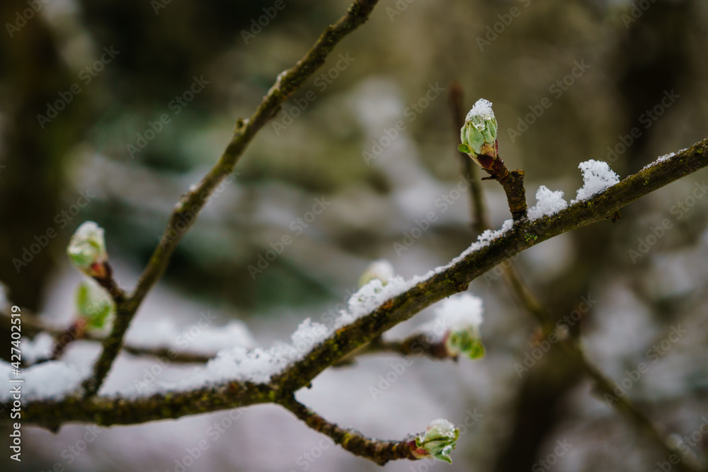 New Buds Covered by April Snow