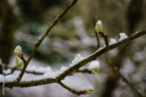 New Buds Covered by April Snow