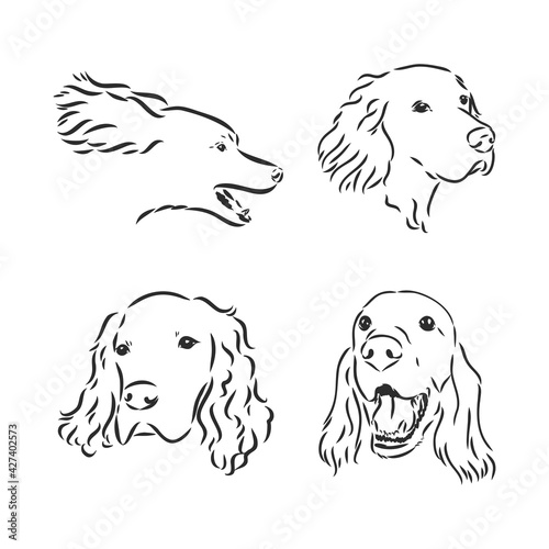 Sketch of Dog Irish Setter. Vector Illustration