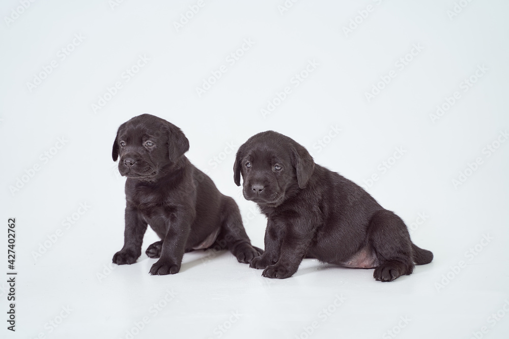 Two black Labrador puppies on a white background