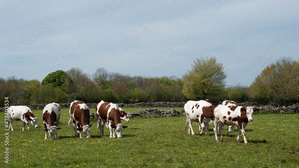 Troupeau de vaches dans le Jura Troupeau de vaches dans le Jura