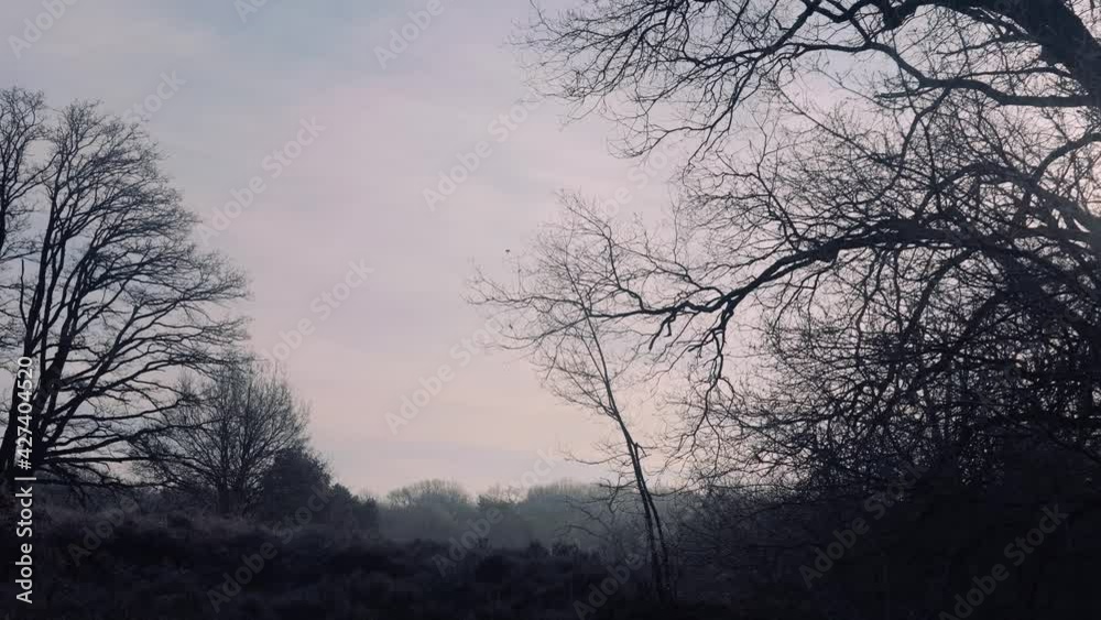 Pan Right View Across Frosty Landscape With Trees At Veluwe National Park Pan Right View Across Frosty Landscape With Trees At Veluwe National Park