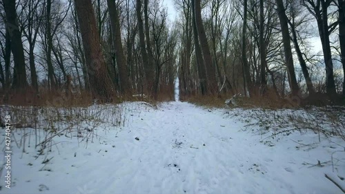 Wallpaper Mural wander forward in a snowy landscape between trees low to the ground Torontodigital.ca