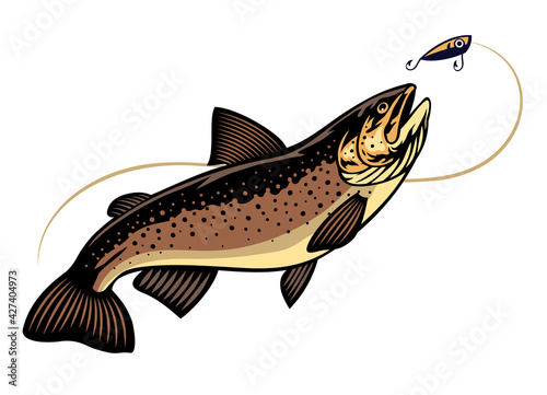 trout fish swimming chasing the fishing lure