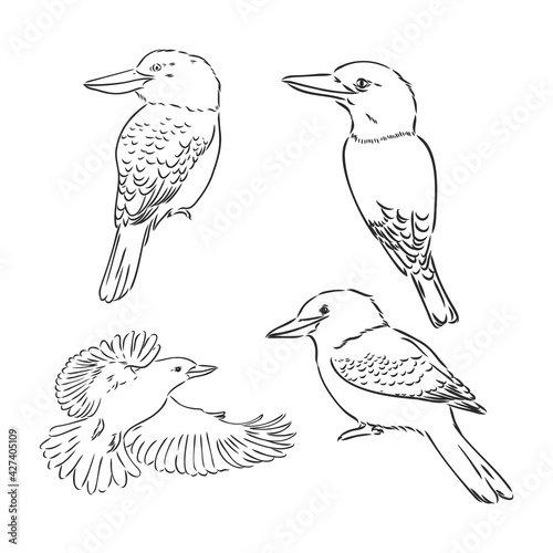 black outlined kookaburra bird-vector drawing, kookaburra vector sketch illustration on white background