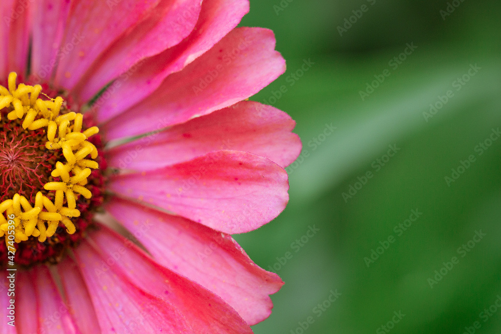 half of blooming, pink zinnia flower close-up against background of greenery daylight in garden half of blooming, pink zinnia flower close-up against background of greenery daylight in garden