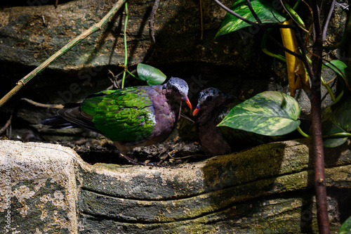 Chalcophaps indica - nesting green-winged pigeon. photo