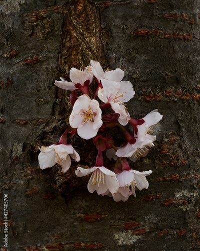 a flower sprouted in spring in the trunk of a tree photo