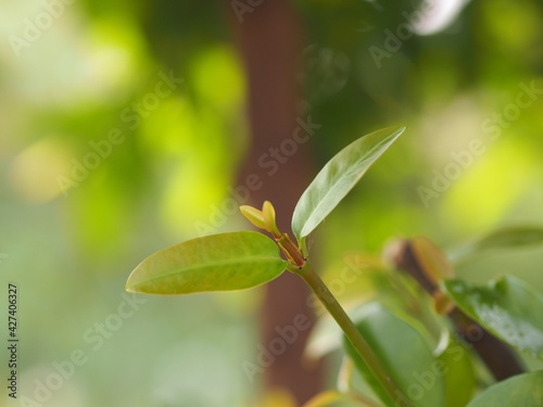 be in a bud, put forth fresh leaves, Sprouting young leaves on tree, green nature background