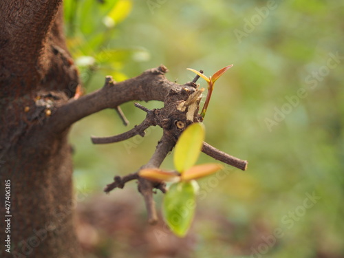 be in a bud  put forth fresh leaves  Sprouting young leaves on tree  green nature background