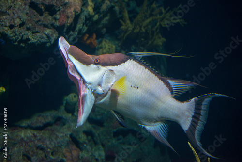 Hogfish (Lachnolaimus maximus) in an aquarium photo