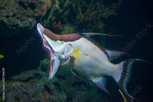 Hogfish (Lachnolaimus maximus) in an aquarium