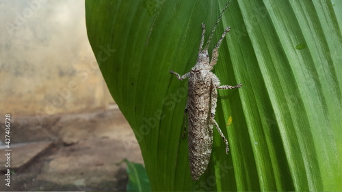 Sathrophyllia perches on green leaves