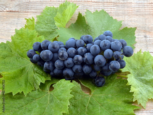 Blue grapes on wooden background. Muscat wine grape.