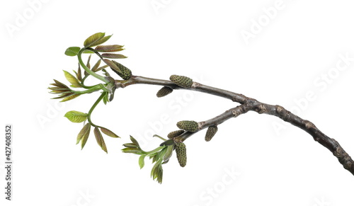 Young walnut twig, leaves with seeds, buds isolated on white background, clipping path