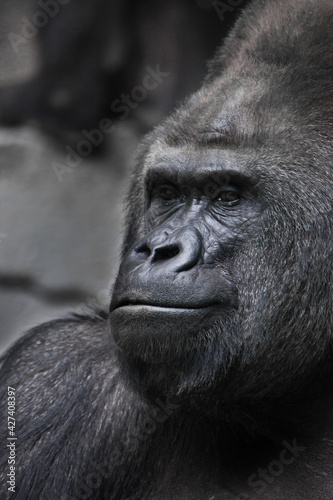 Contented pacified powerful male gorilla portrait side view, half smile confident man