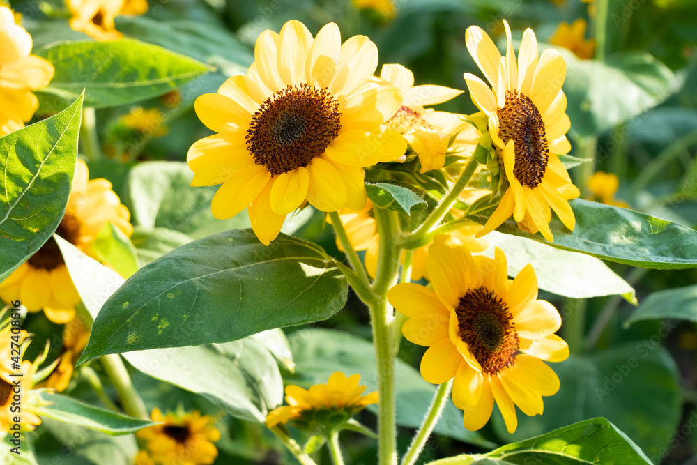 Fototapeta premium Beautiful yellow color sunflower in the agriculture farm background