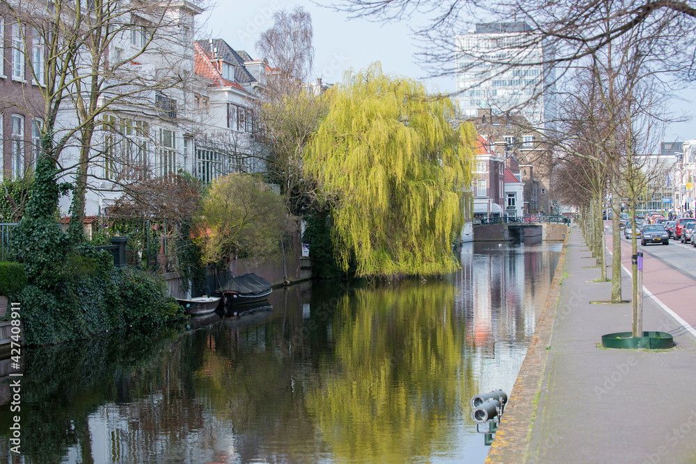 Fototapeta premium Canal in The Hague, the Netherlands with Weeping Willow (Salix babylonica)