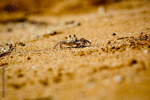 sand crab on a beach 