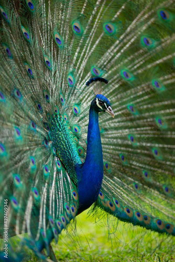 Naklejka premium Green and blue peacock with feathers opened