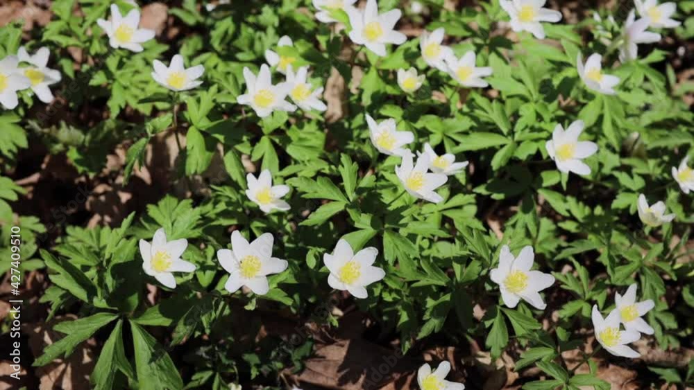 White wood anemone flower in extreme macro closeup. blossom in a woodland White wood anemone flower in extreme macro closeup. blossom in a woodland