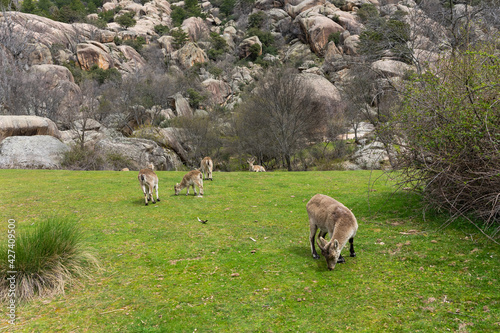 Horizontal image of a group of mountain goats grazing in a meadow surrounded by rocks. In the background, a male goat can be seen lying down and observing the situation.