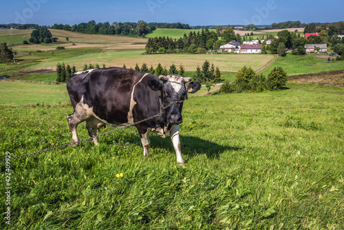 Cow on a pasturage near Kartuzy town  Kaszuby region  Poland