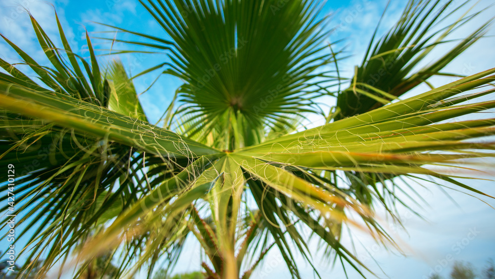Fototapeta premium Palm leaf on blurred beach natural bokeh of tropical sea water with sun light background.