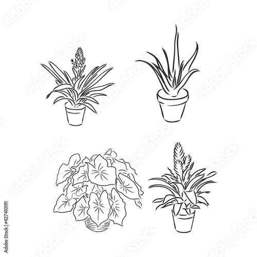 Pot plants set, vector illustration flowers in pots drawn black line on a white background, hand-drawn design elements.