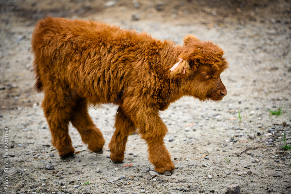 Tur domestic long-haired rusty cub. Tur domestic long-haired rusty cub.