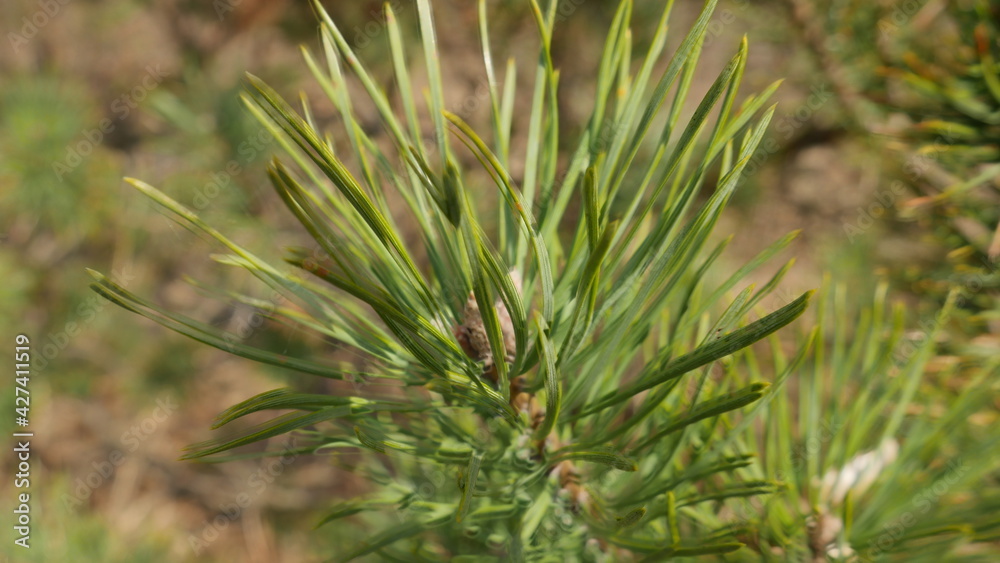Green fir-tree Green fir-tree