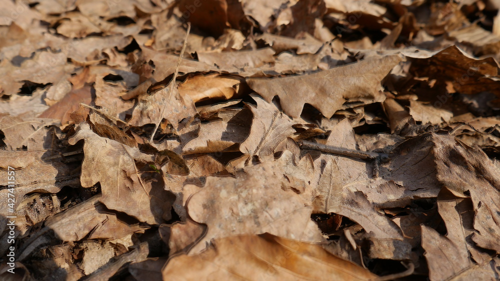 Fototapeta premium leaves in the forest 
