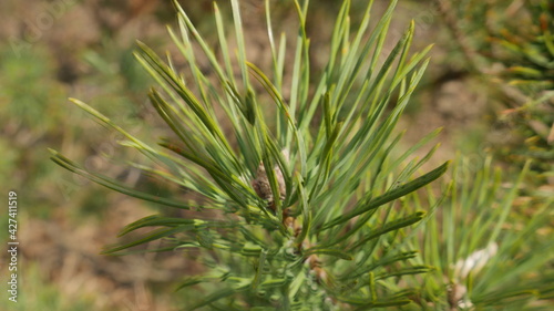 Green fir-tree